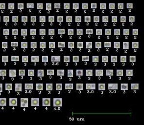 Algae Technology & Algae Viability Analysis with FlowCam