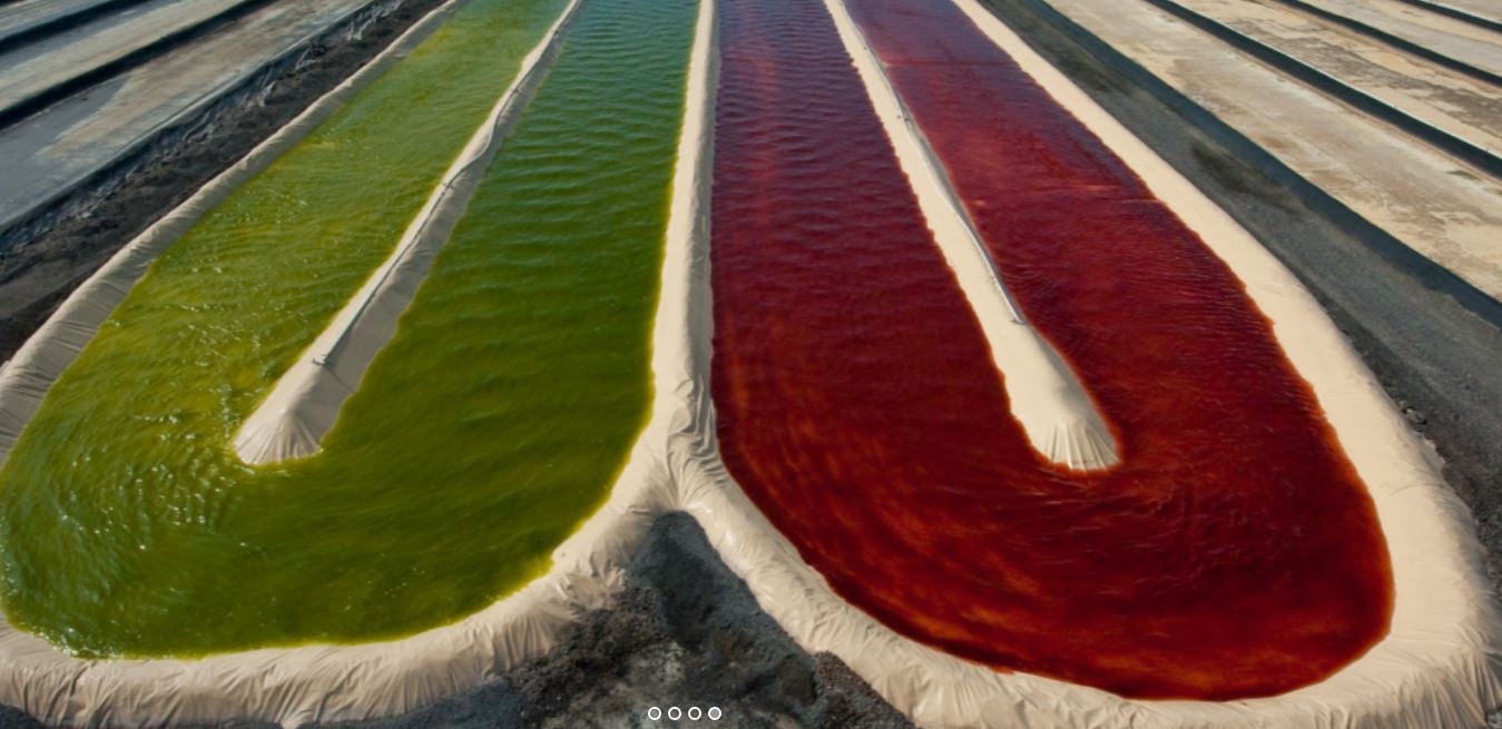 Cyanotech algae cultivation ponds