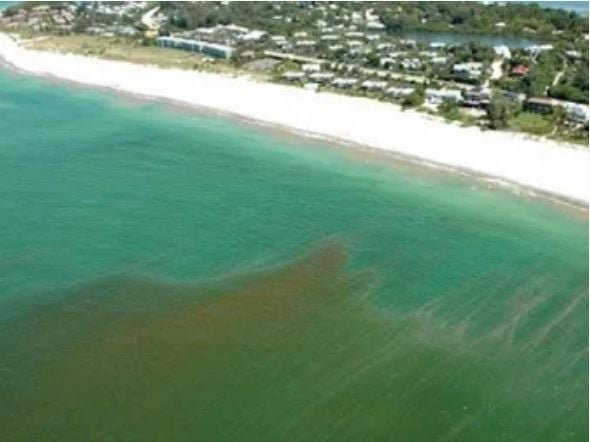 Using the FlowCam to Study Harmful Algae Blooms Around Sanibel Island, Florida