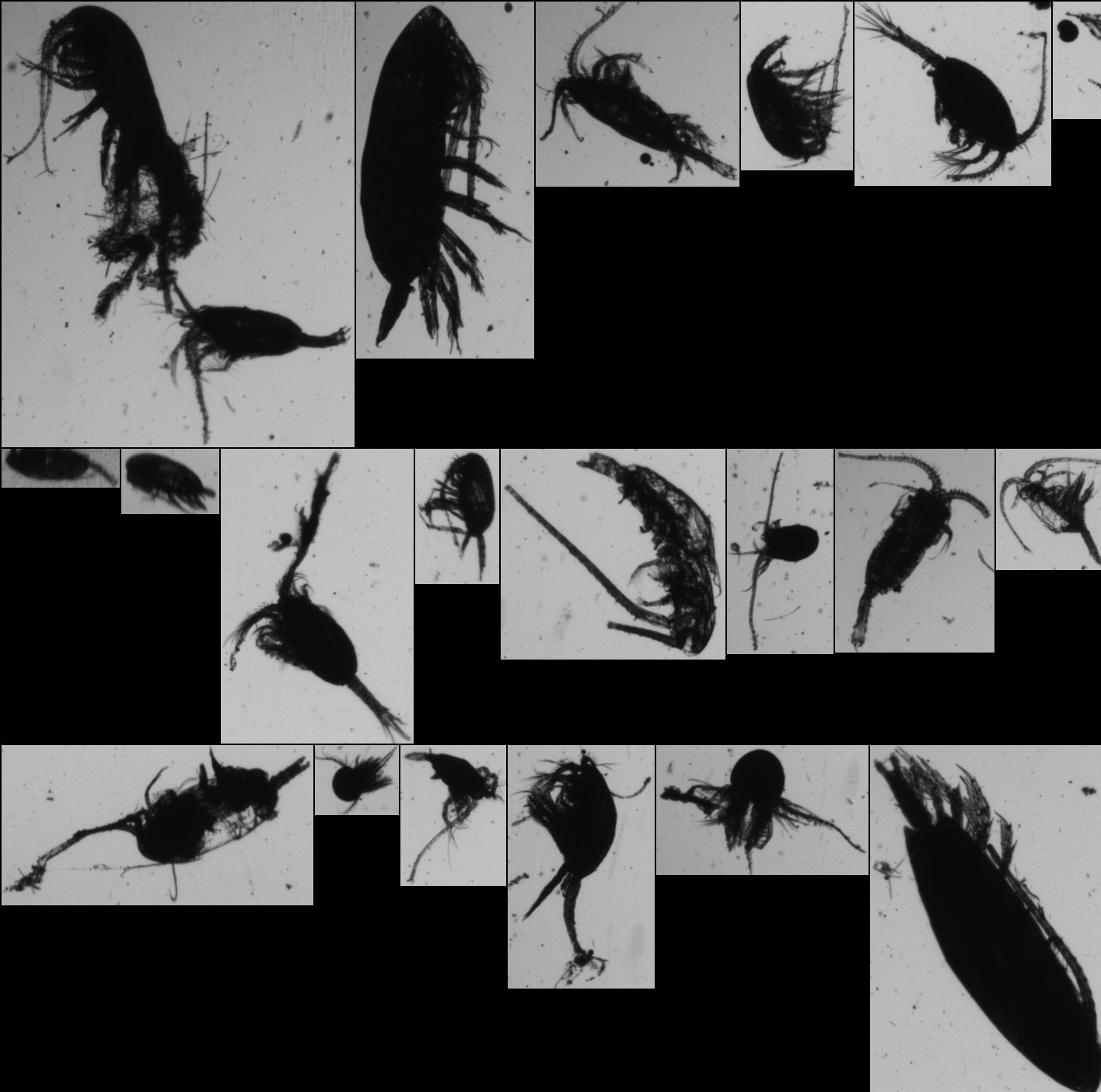 FlowCam Macro Helps Researchers Understand Daily Migration Patterns of Zooplankton and Carbon Cycling