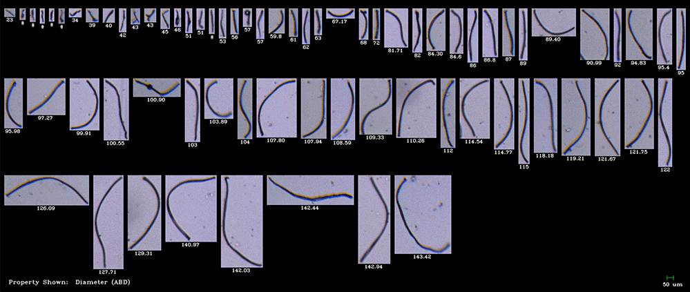 Are Blue Mussels the New Microplastic Fiber Sink? A study by Bigelow Lab