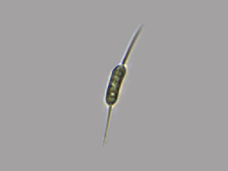Centitractus sp.