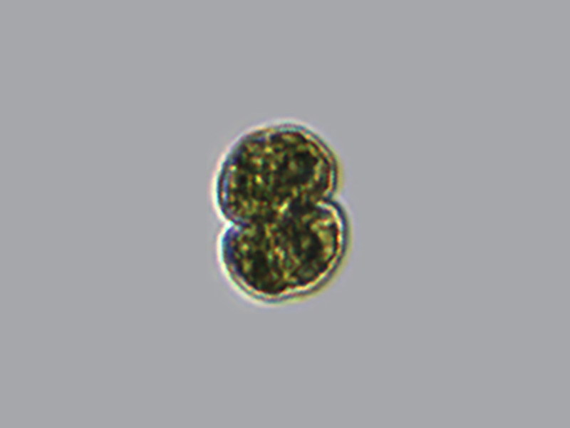 Cosmarium sp.