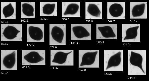 FlowCam Macro collage of microencapsulates composed of gelatin and gum arabic