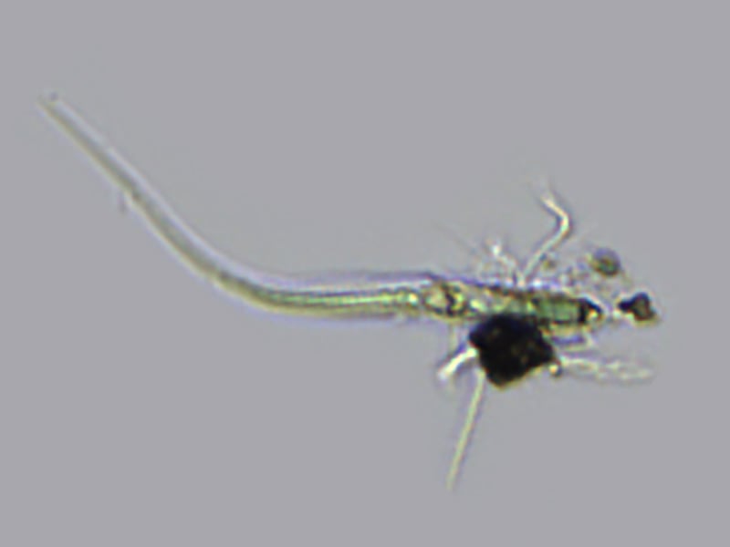 Gleotrachia sp.