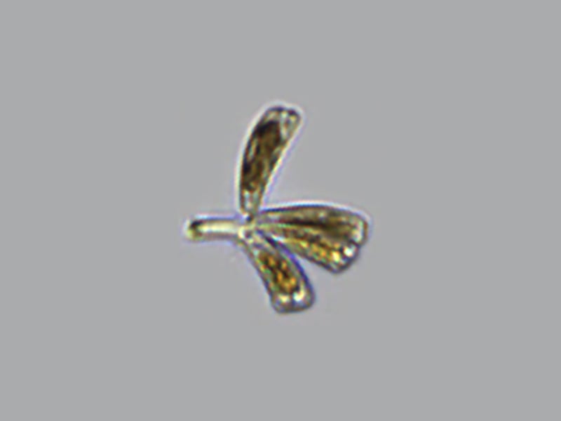 Gomphonema sp.