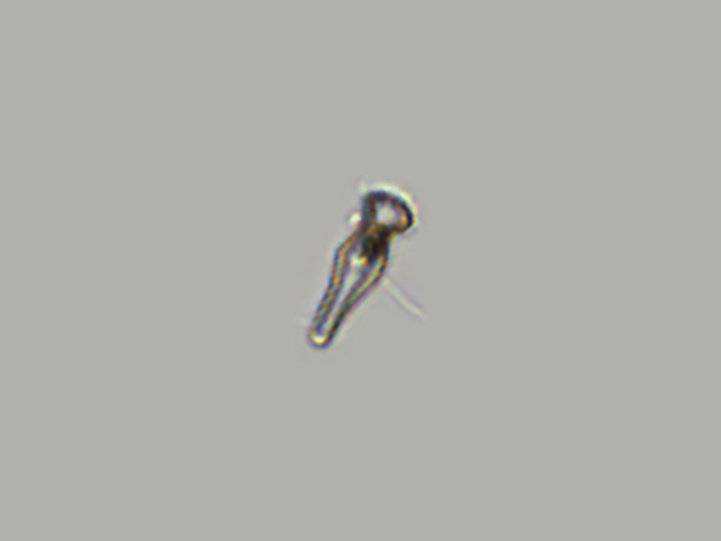 Gomphonema sp.