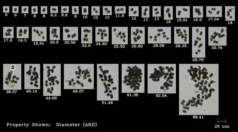 FlowCam collage of microcystis colonies