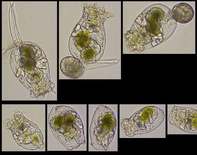 Early Detection of Predatory Grazers in Algae Cultures
