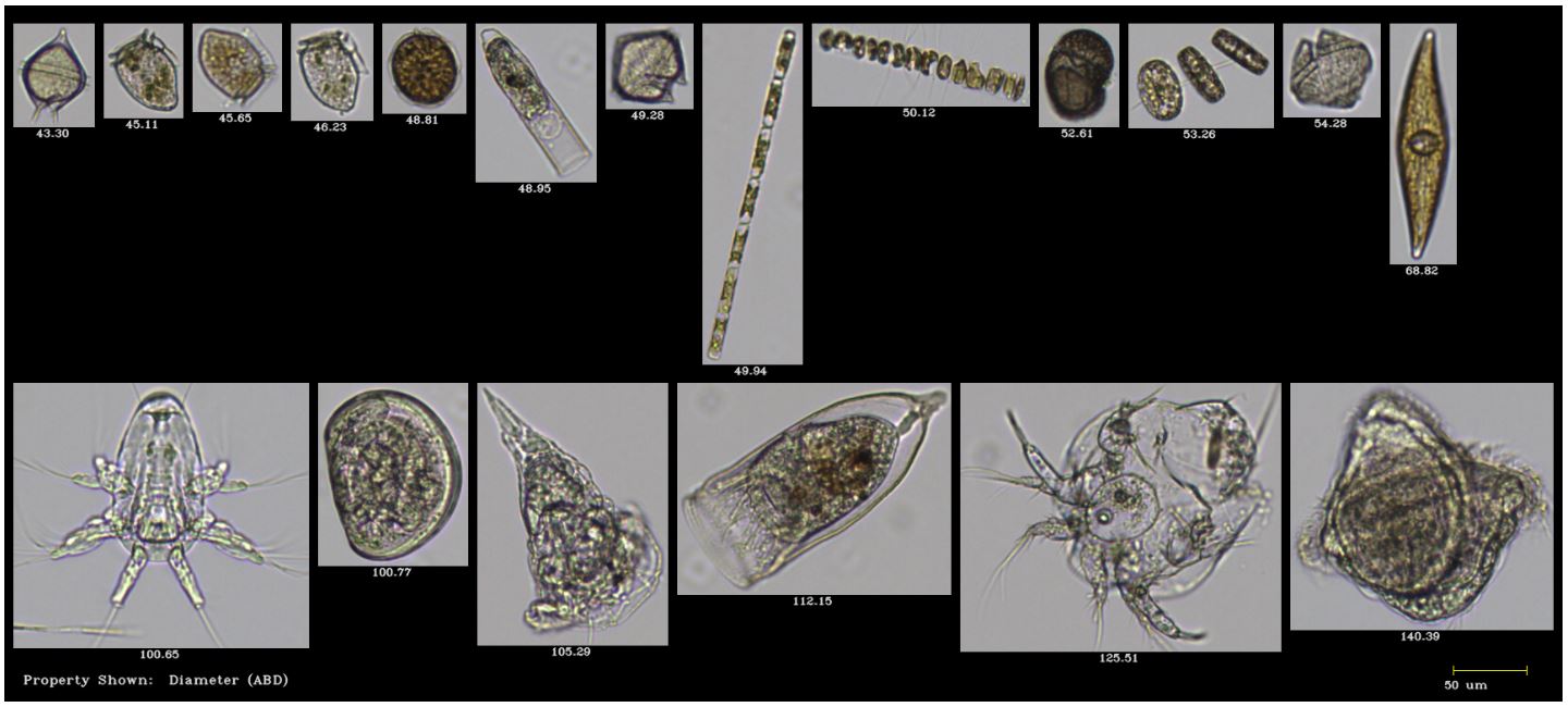 A FlowCam 5000 collage of plankton collected from Portland Harbor, Maine