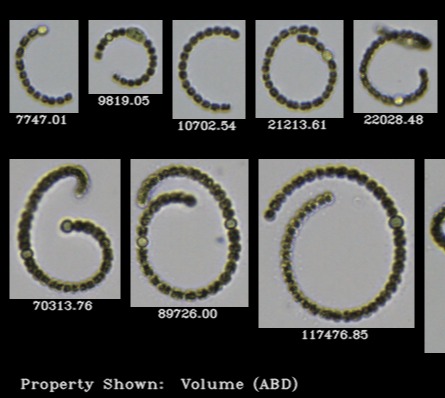 A Breakthrough in Harmful Algal Bloom Monitoring with FlowCam
