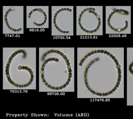 Flow Imaging Microscopy: A Breakthrough in Harmful Algal Bloom Monitoring with FlowCam