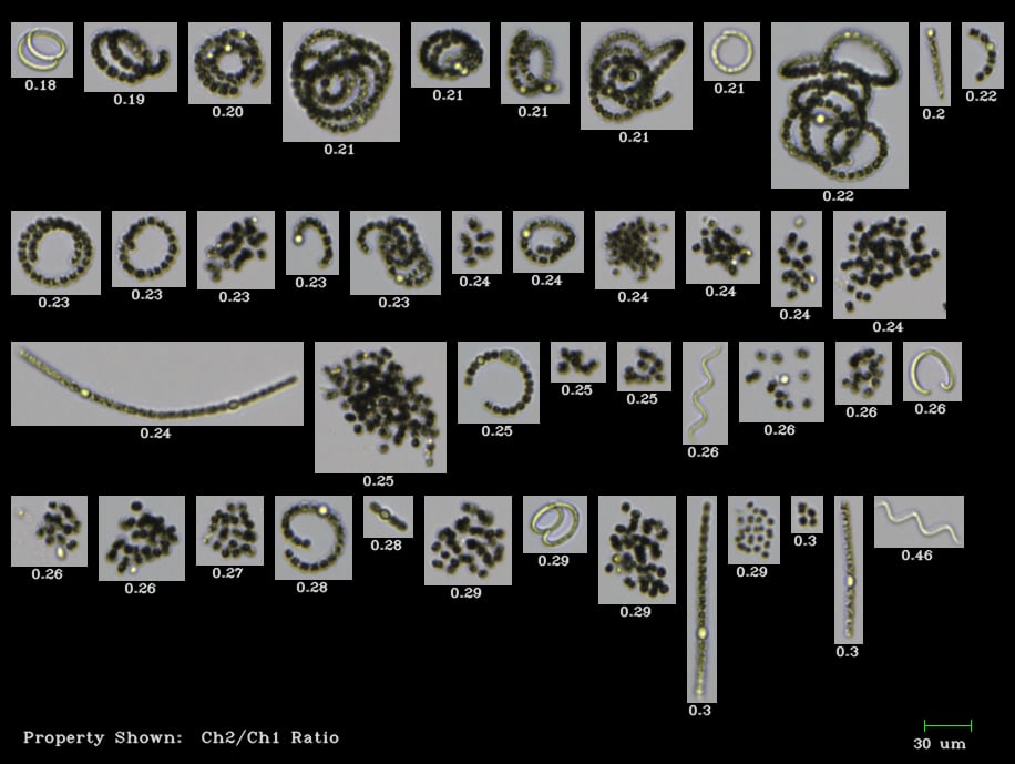 FlowCam collage of cyanobacteria