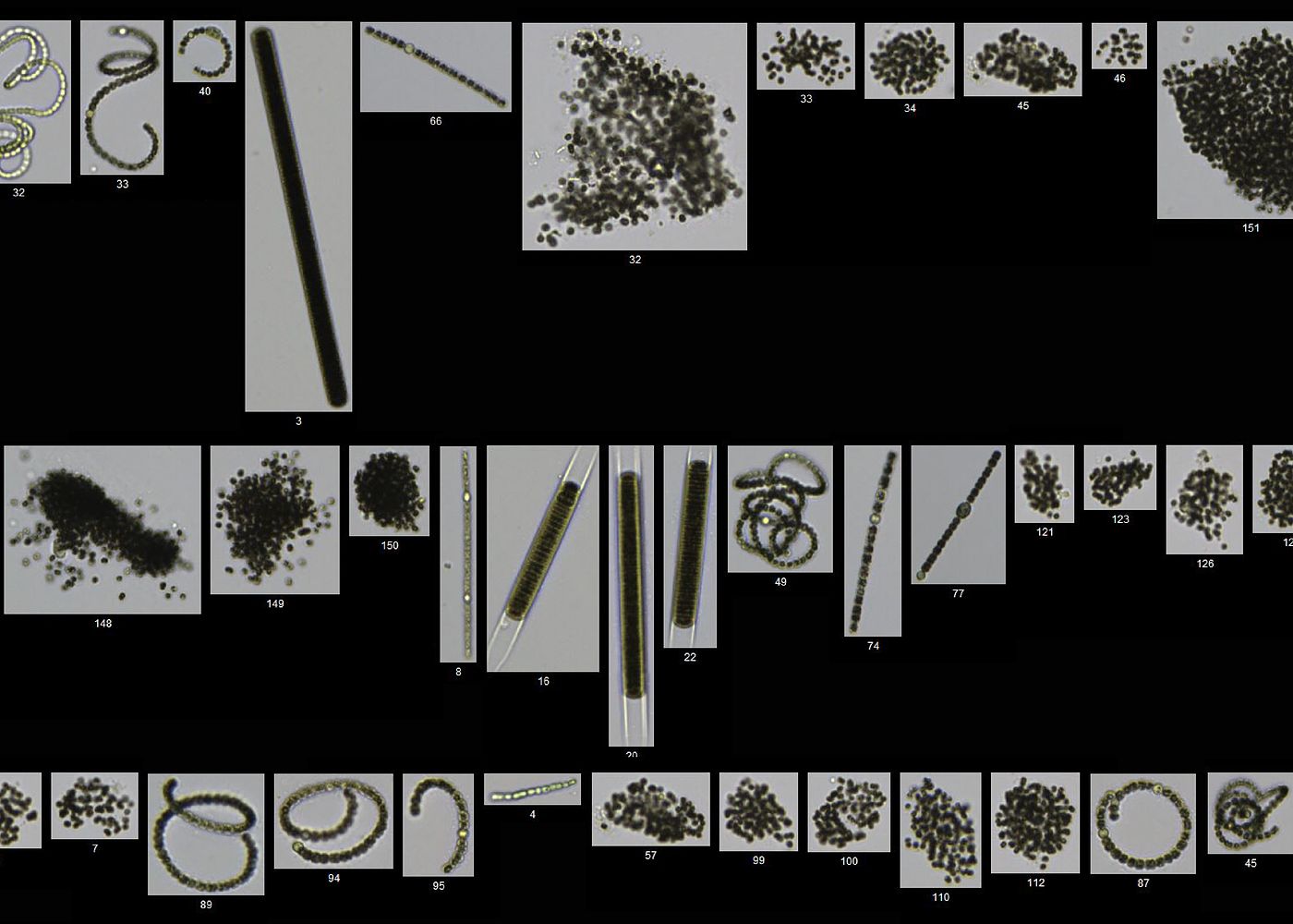 Top 6 FlowCam Studies on Cyanobacteria