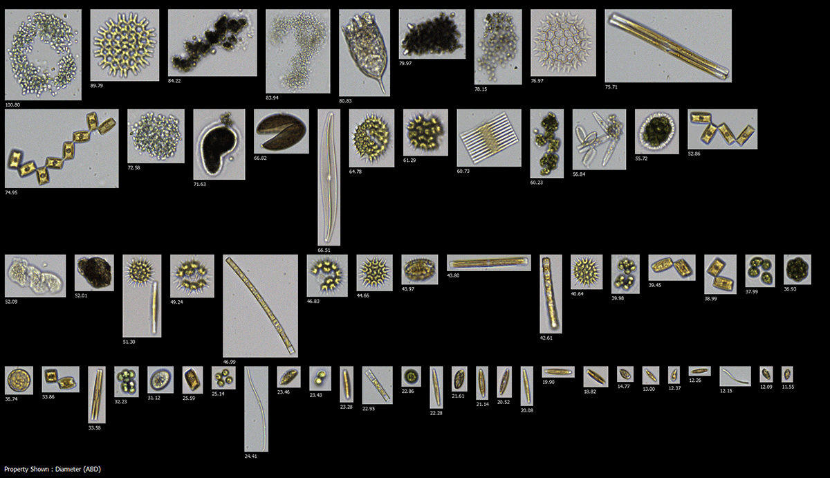 AI Classification of Plankton: How FlowCam Data Enables Automation