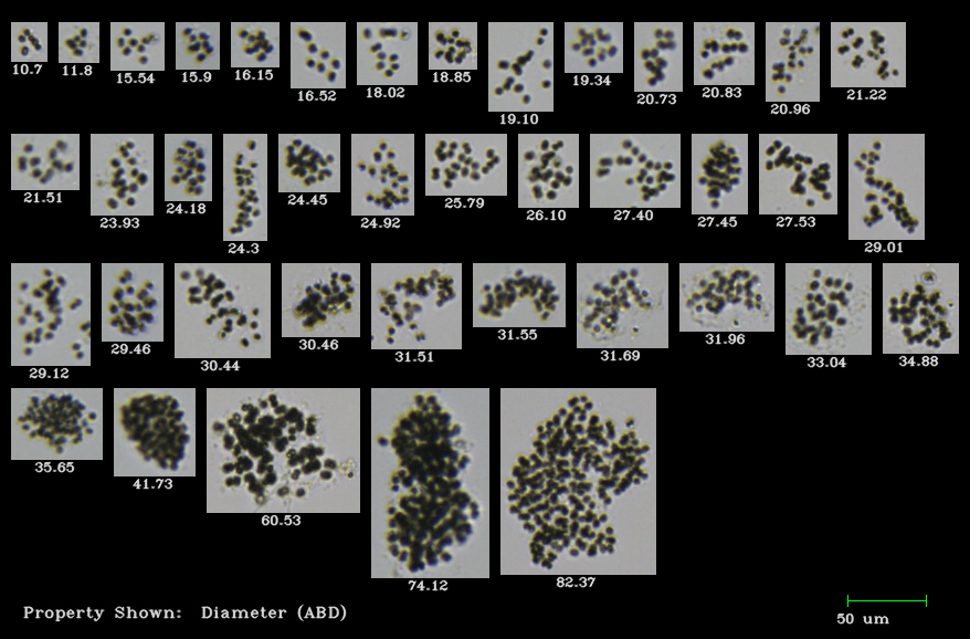 FlowCam collage of Microcystis