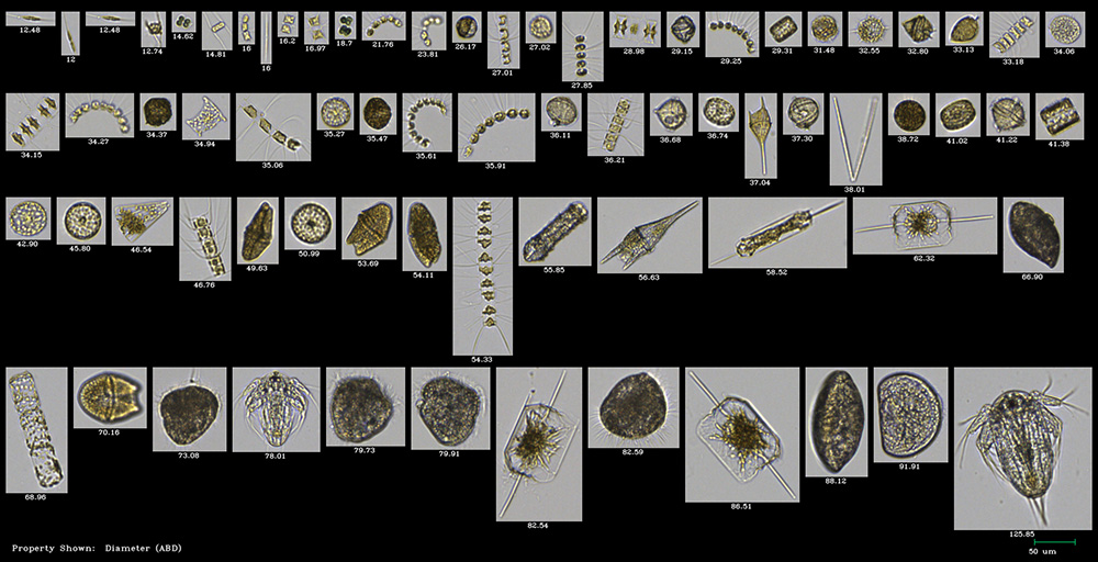 FlowCam plankton collage