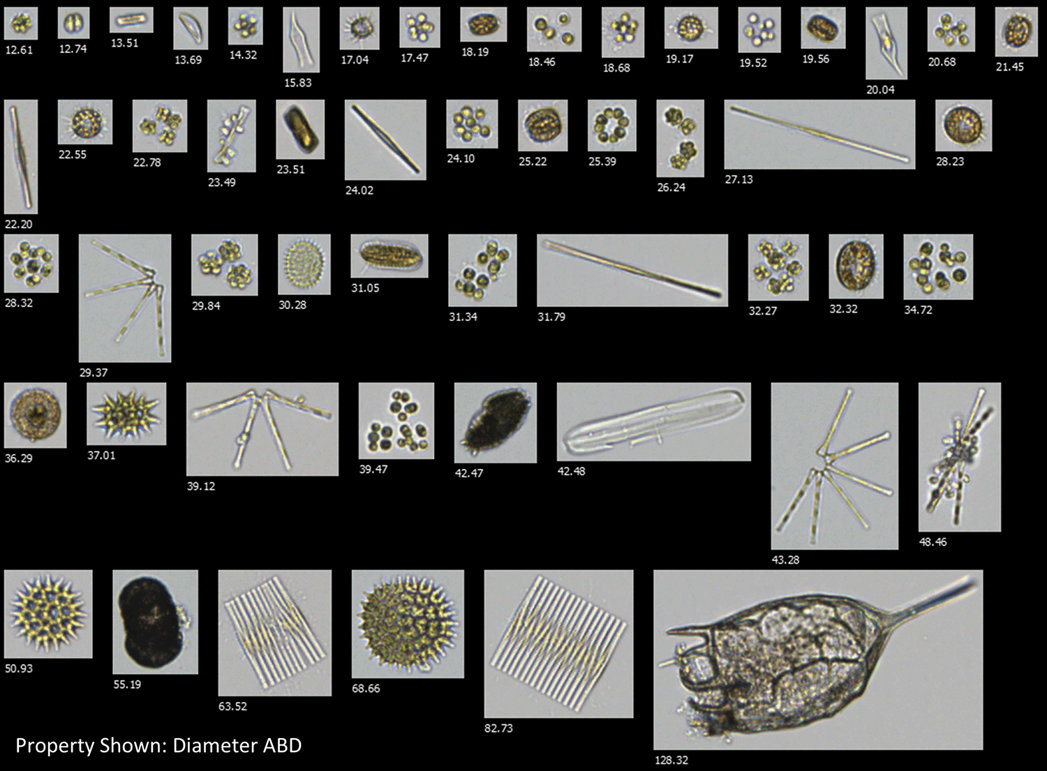 FlowCam collage of plankton