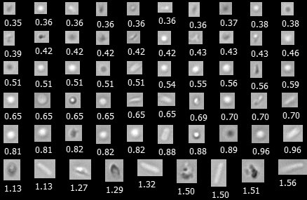 A FlowCam Nano collage of a drug product sample including protein aggretaes, E. coli cells, silicone oil droplets, and sucrose aggregates