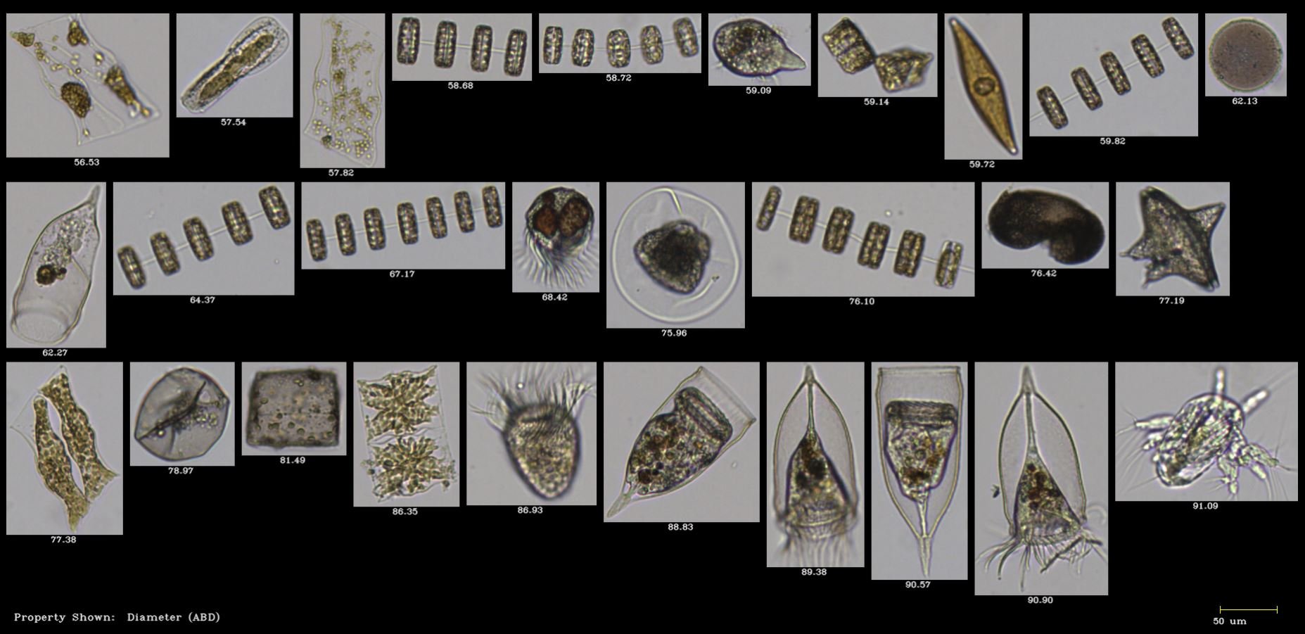 A marine water sample from the Gulf of Maine showing phytoplankton and zooplankton imaged on FlowCam 8400 with a 10X objective