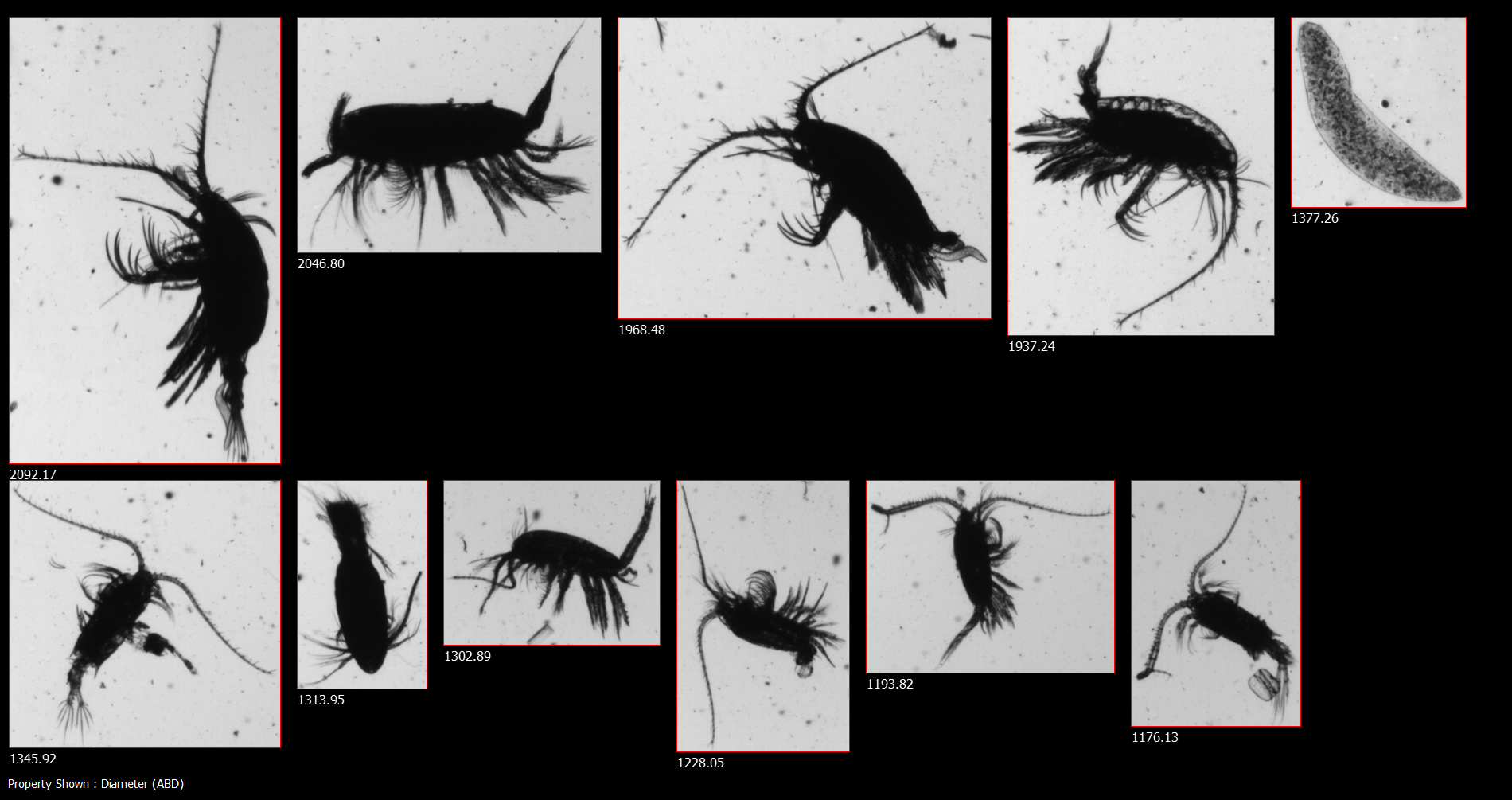 Fooled Copepods Ingest Dimethyl Sulfide-Infused Microplastics