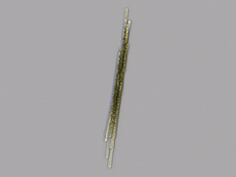 Aphanizomenon flos-aqua