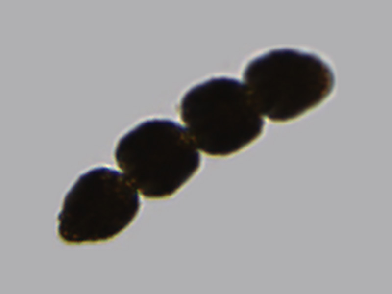 Margalefidium polykrikoides
