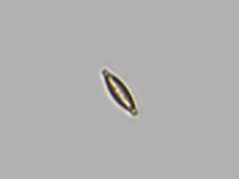 Navicula sp.