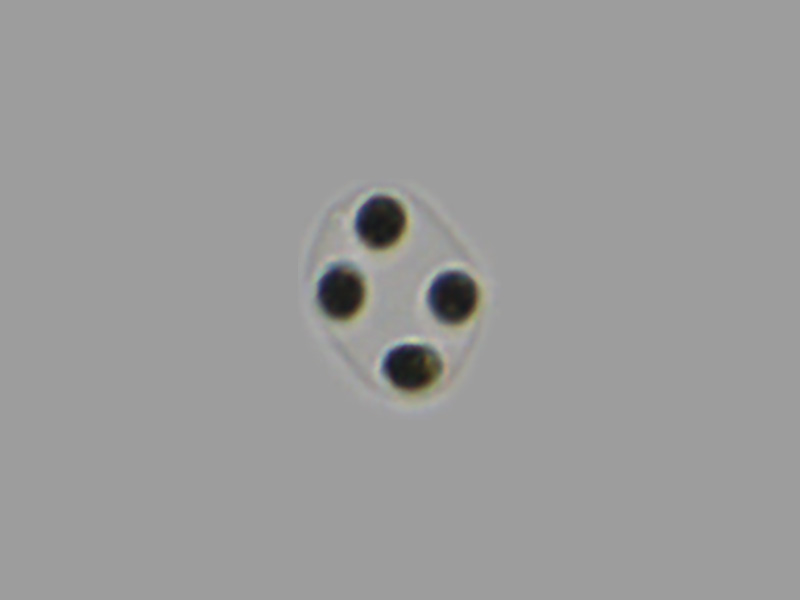 Oocystis sp.