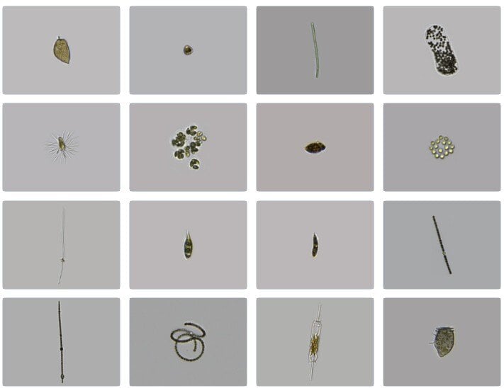 The Phytoplankton Identification Gallery: A Shared FlowCam Resource