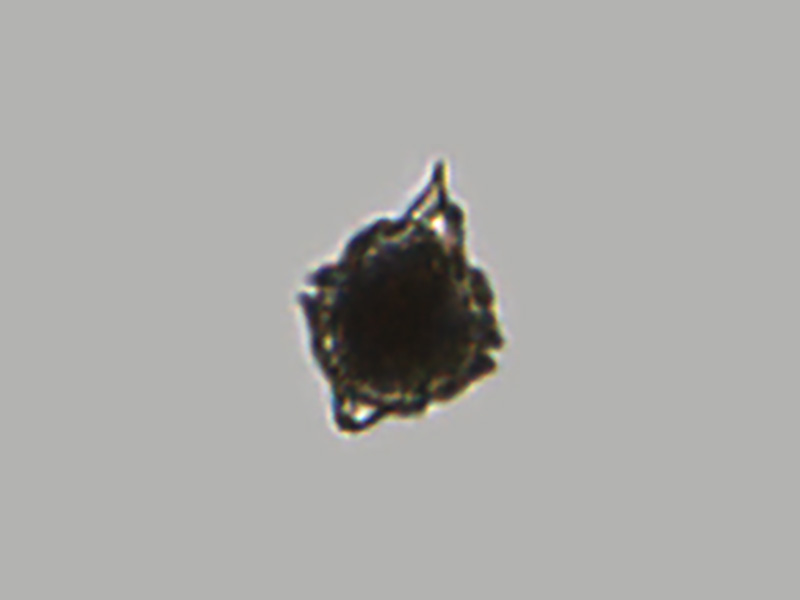 Karenia sp.