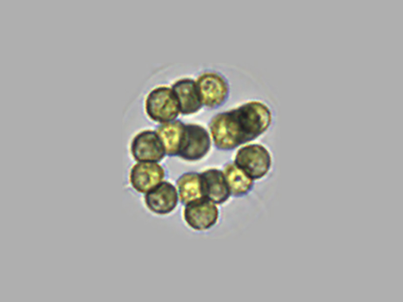 Sphaerocystis sp.