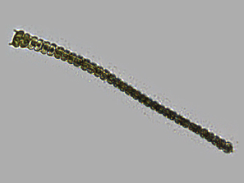 Spondylosium sp.