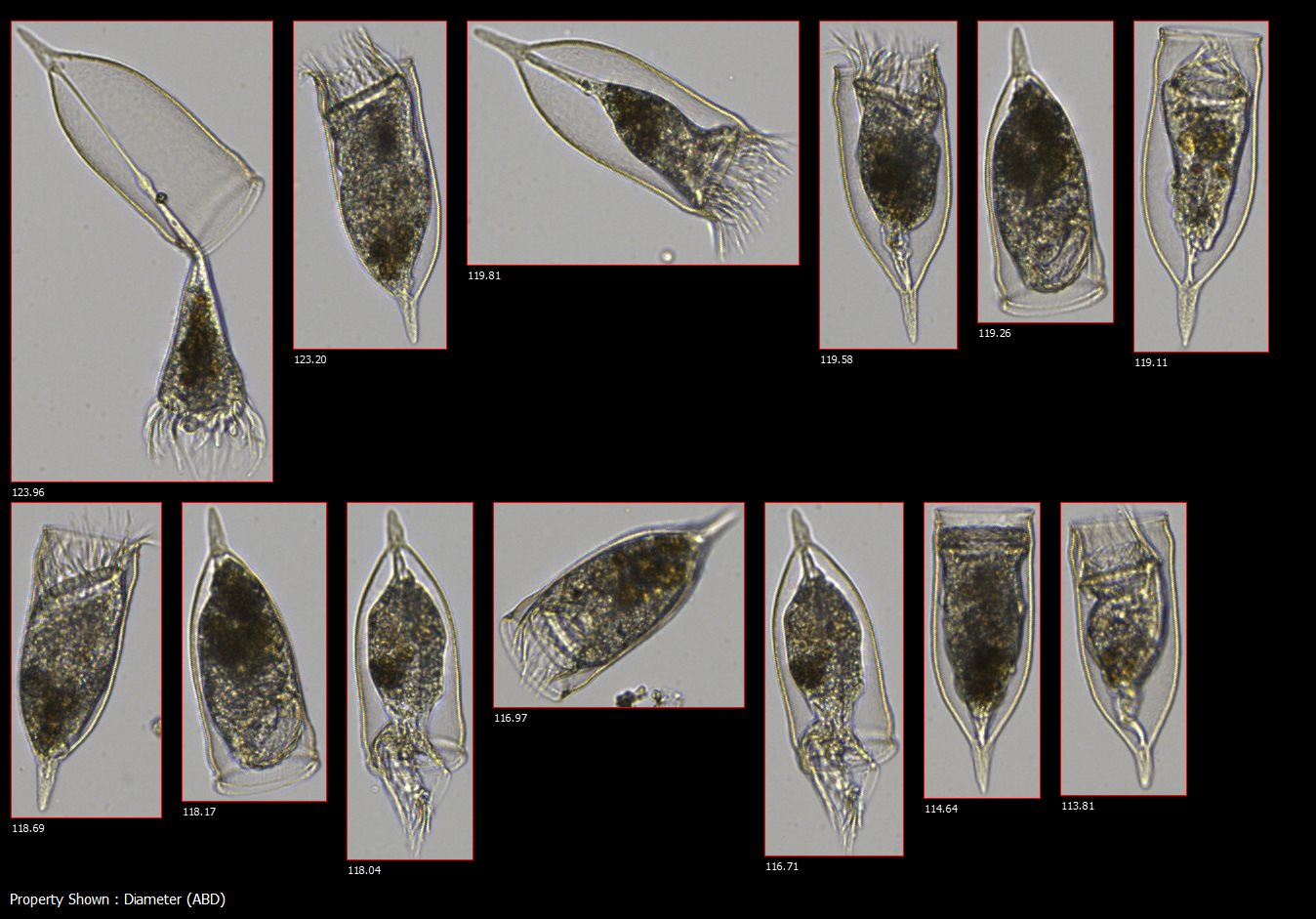 Expanded Marine Taxonomic Libraries for the FlowCam