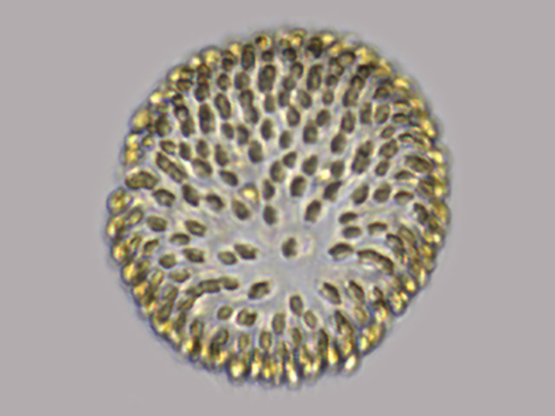 Uroglena volvox